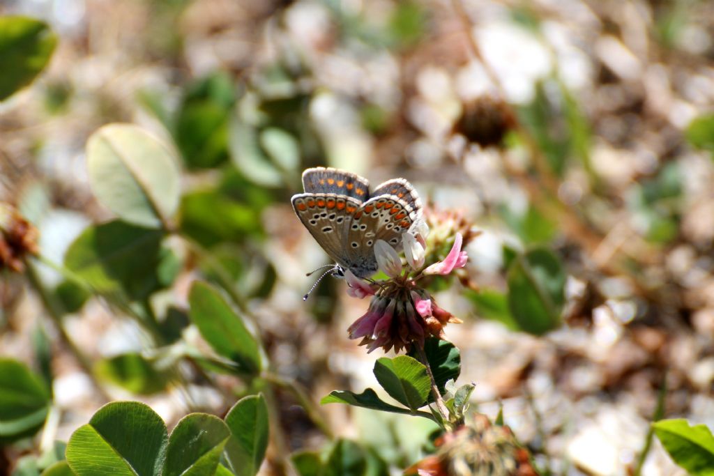 Aricia artaxerxes?